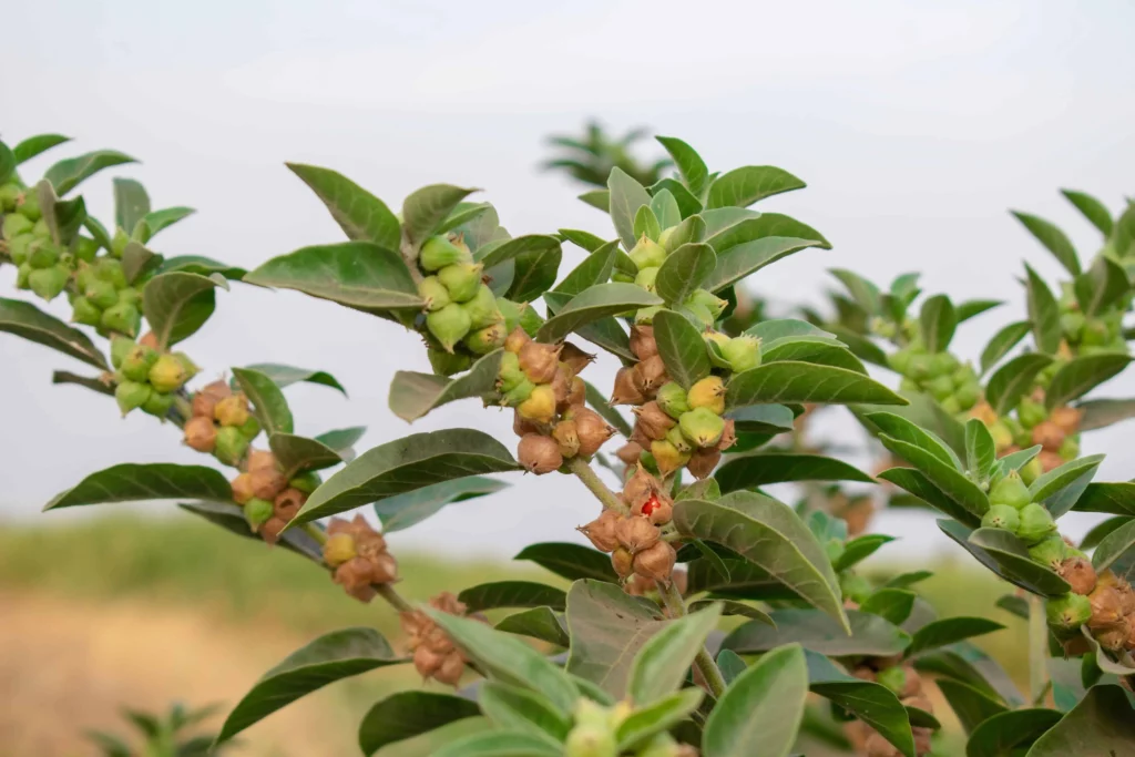 Ashwagandha