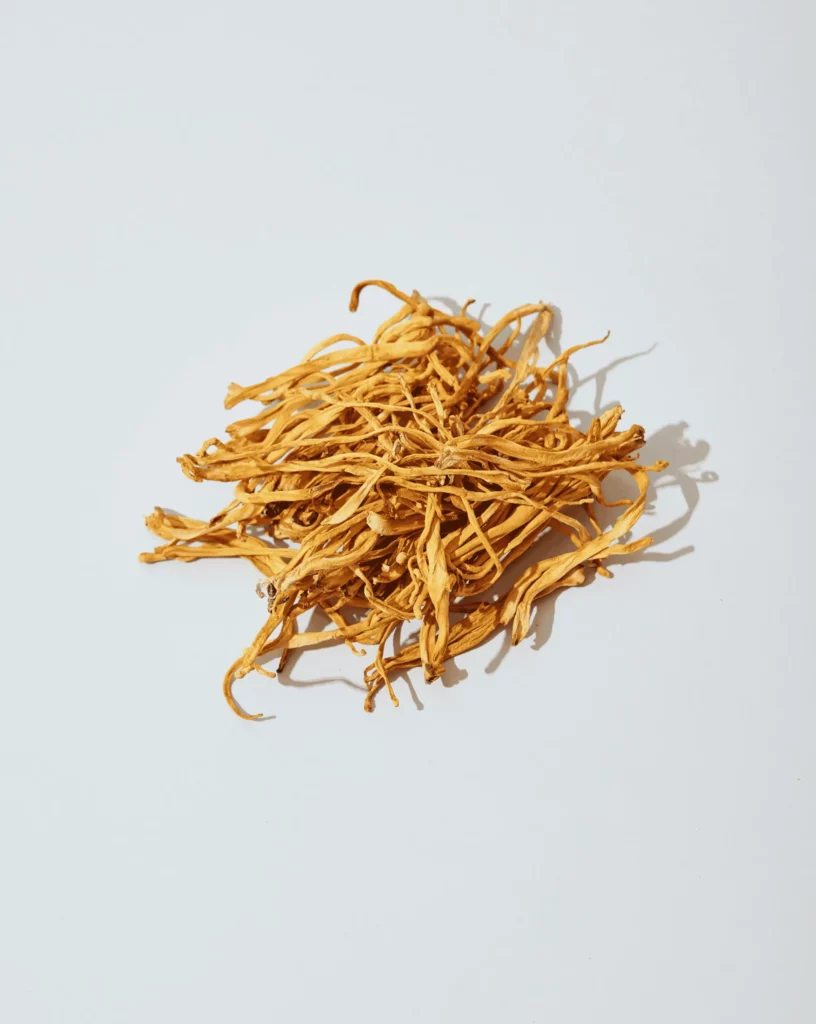 Cordyceps