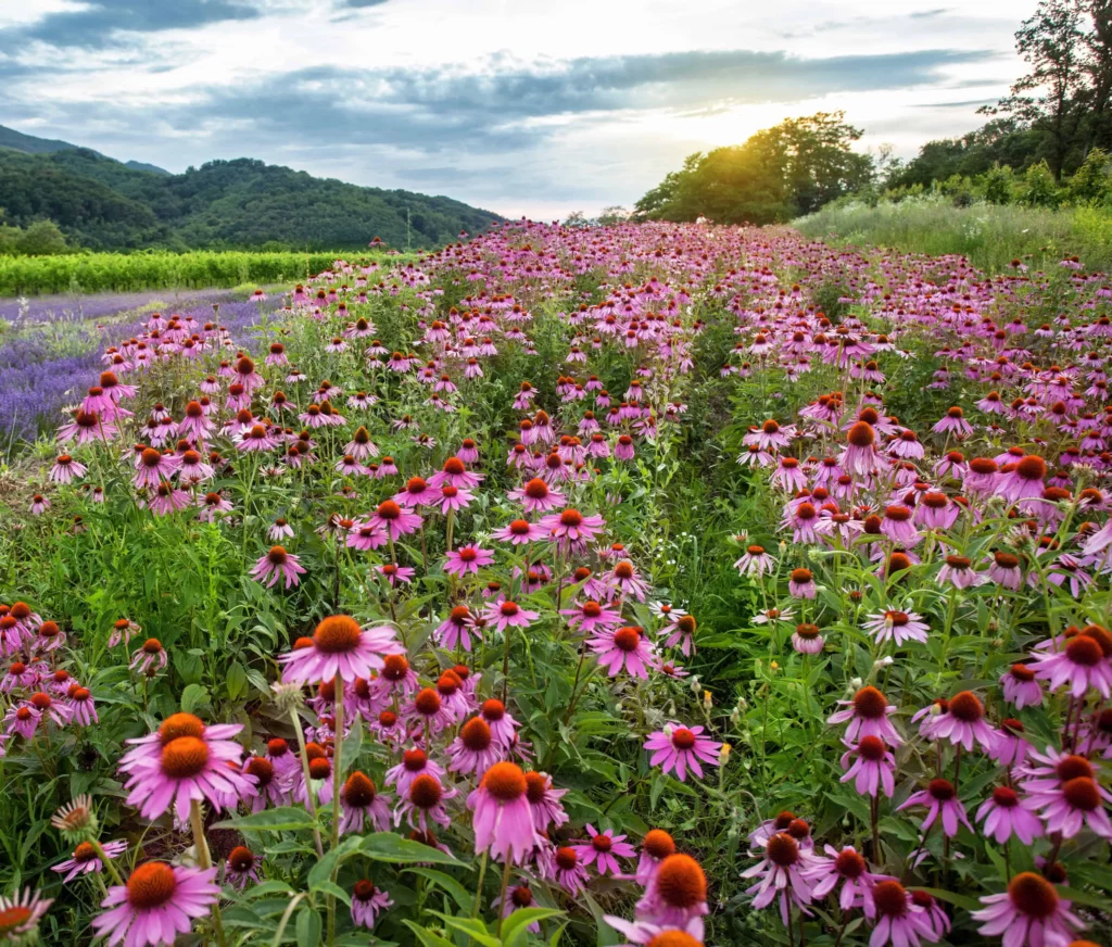 Echinacea