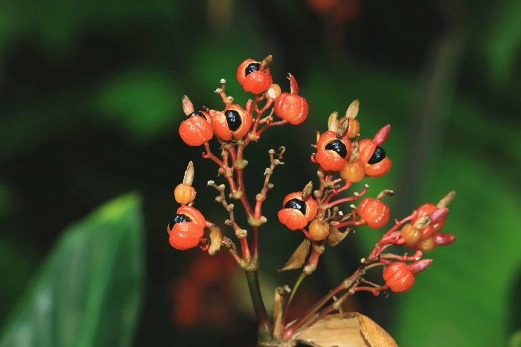 Guarana