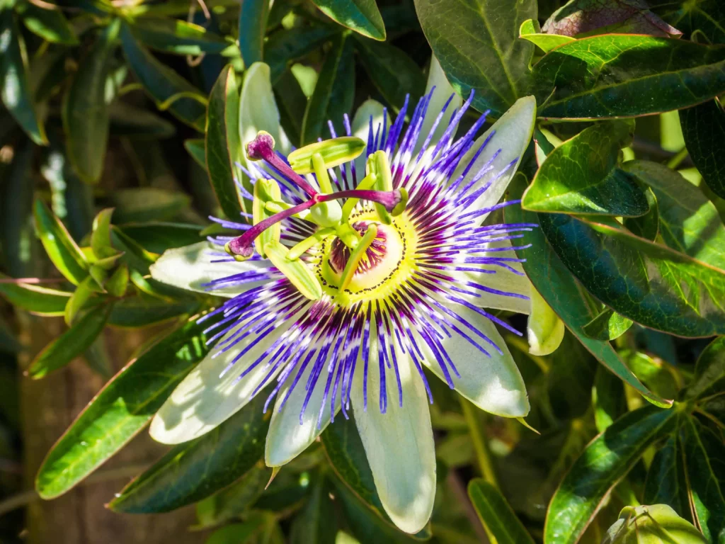 Passiebloem