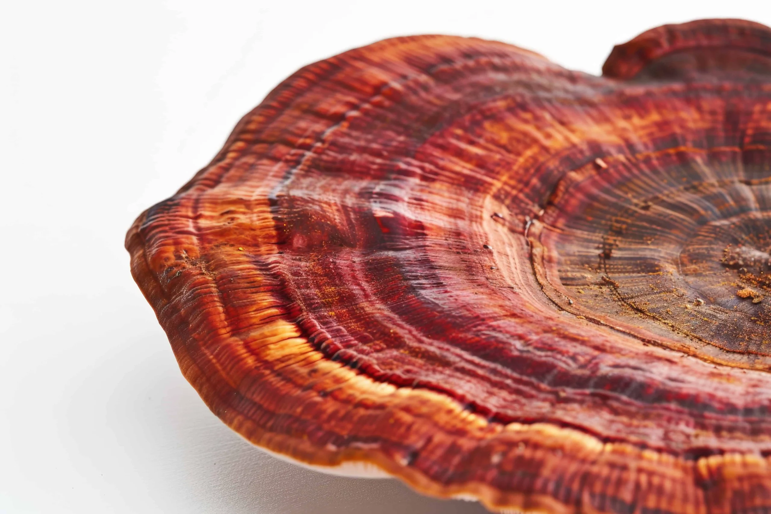 Reishi