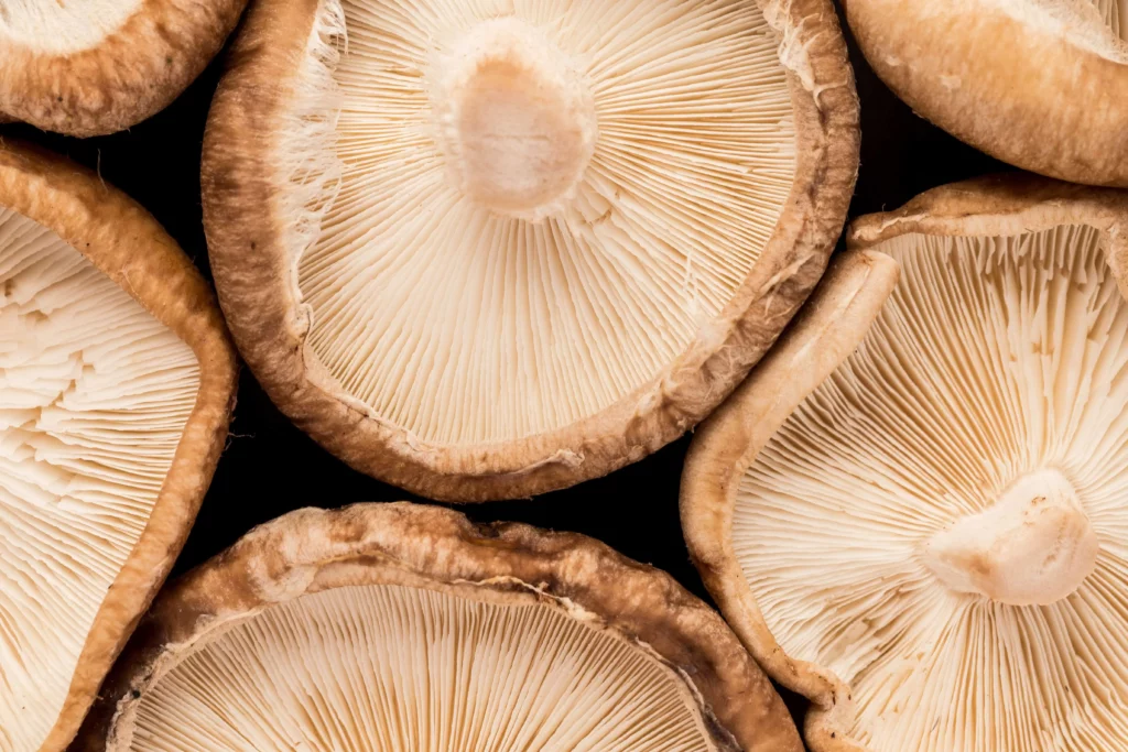 Shiitake